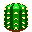Det är en gammal kaktus!