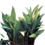 AITAPlant.png