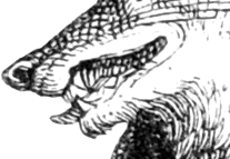 Aviaryattorney streetfox mouth3.png