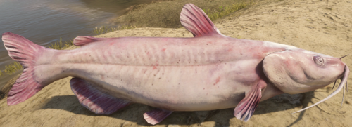 Channel Catfish.png